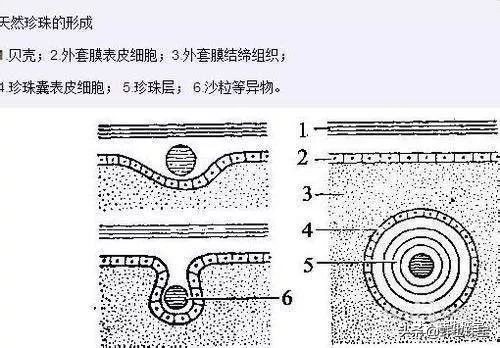 珍珠是什么物质组成的,珍珠是什么做的
