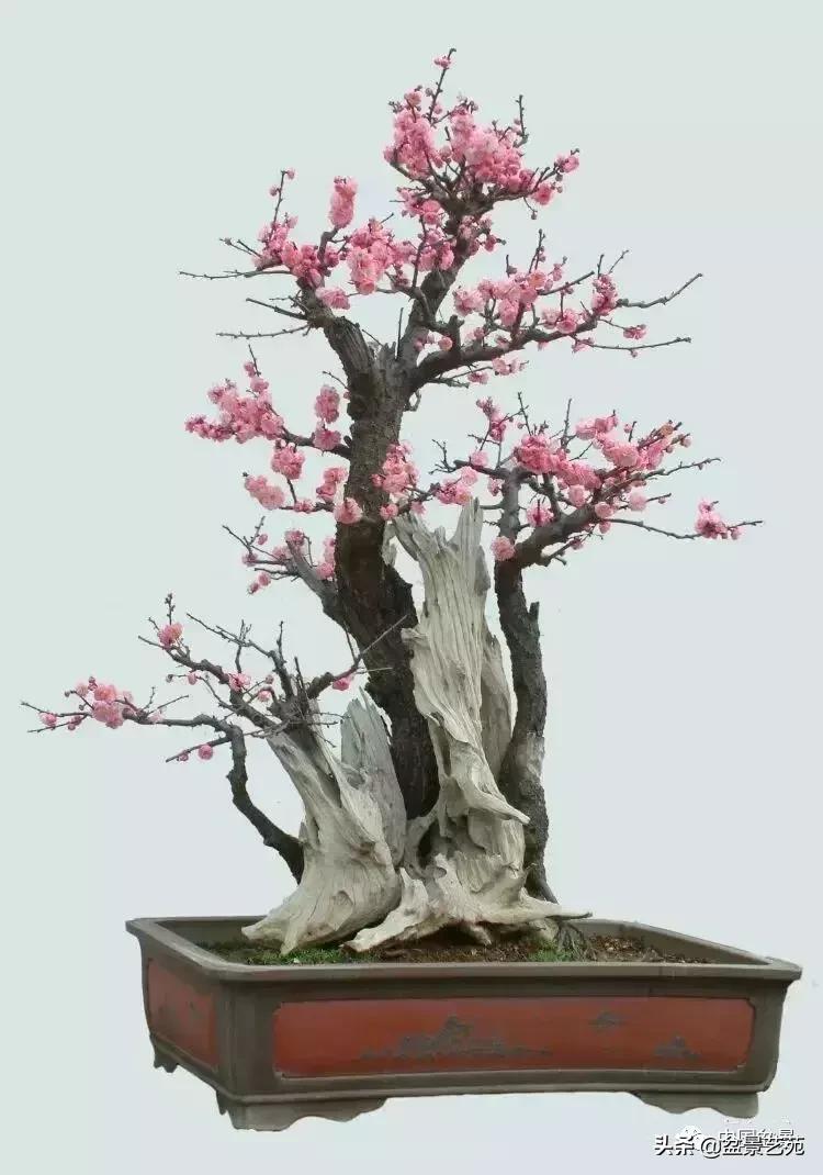 赏梅花十首最好的诗,最经典的梅花十绝