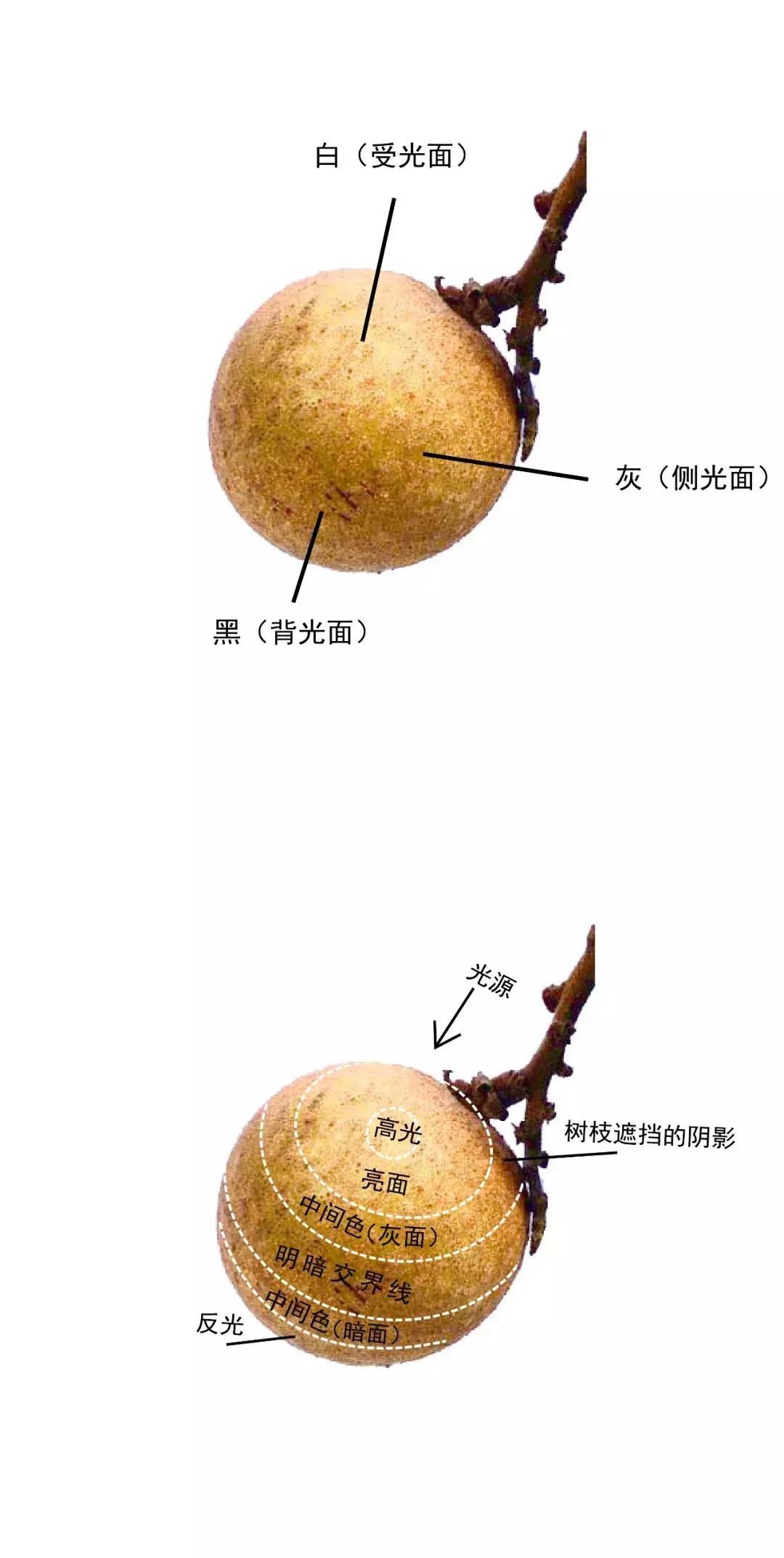 彩铅龙眼,龙眼怎么画彩铅