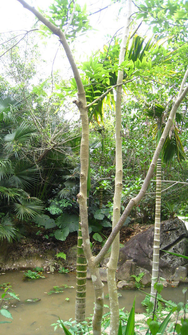 三亚自由行6天最佳攻略,三亚自由行海边游玩攻略