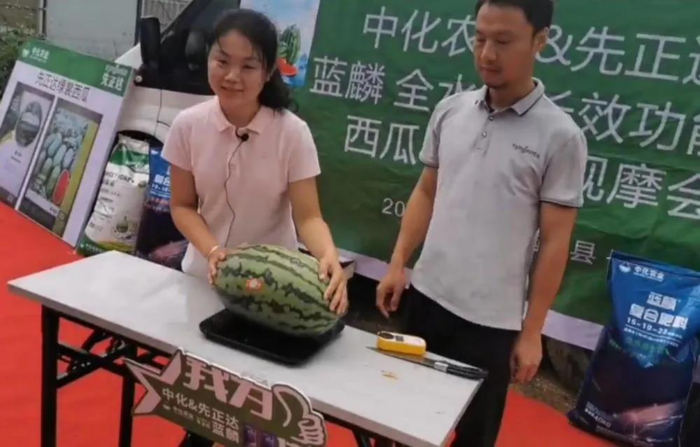 什么品种的西瓜长得最重,15公斤西瓜品种介绍