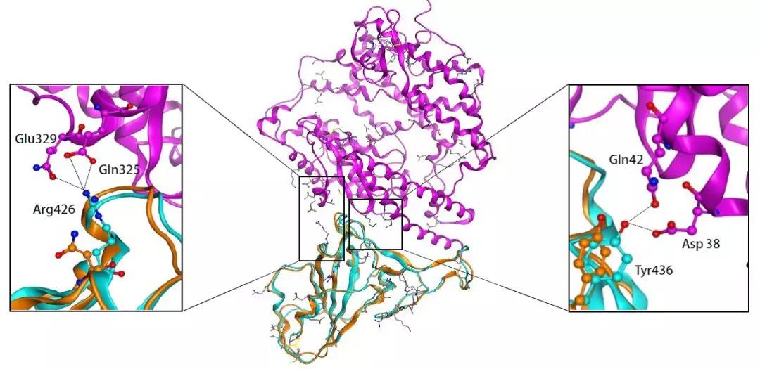 新型冠状病毒咳嗽了怎么办,小孩咳嗽是感染了新型冠状病毒吗