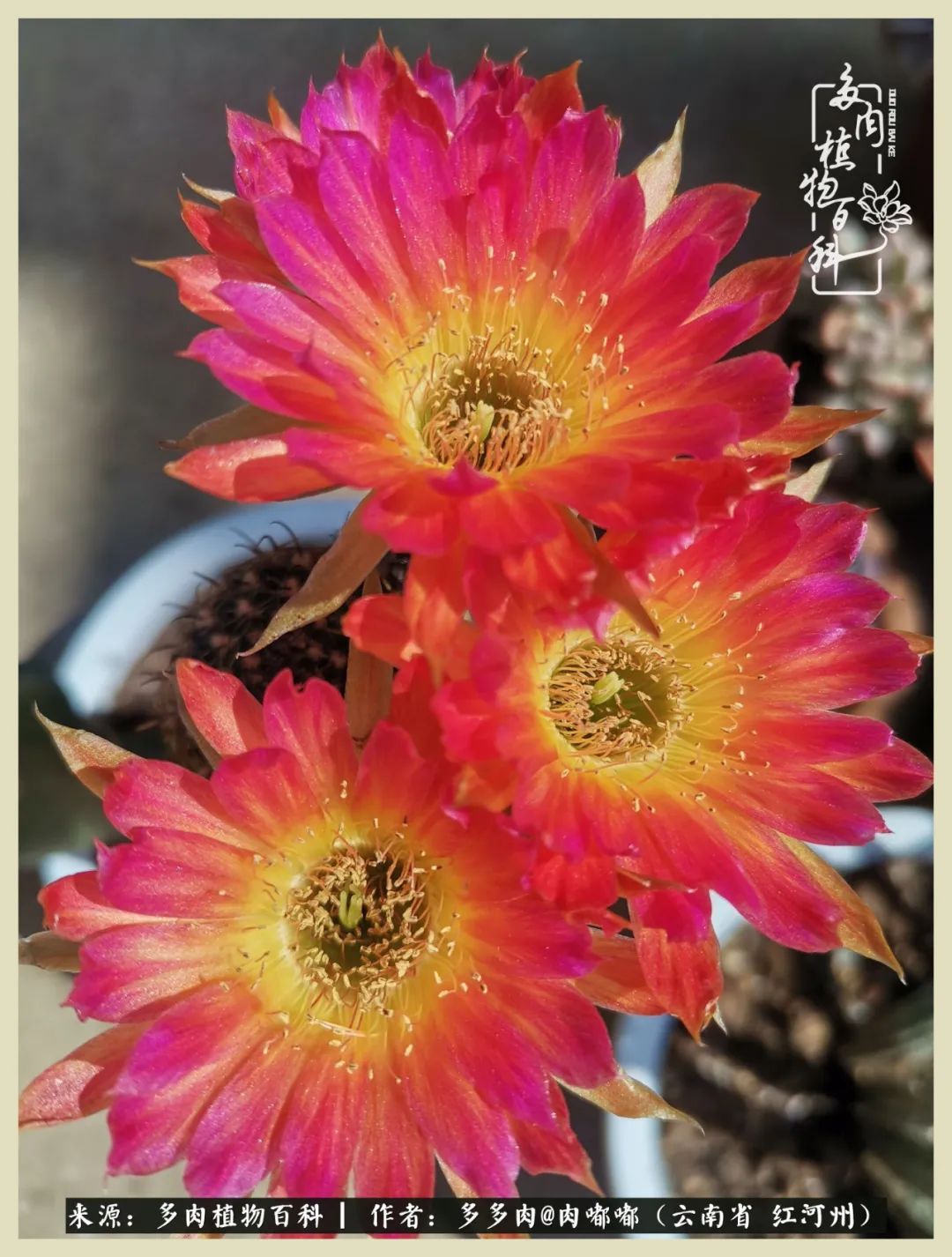 这个春天我们一起去赏花,这个季节我们一起去看花