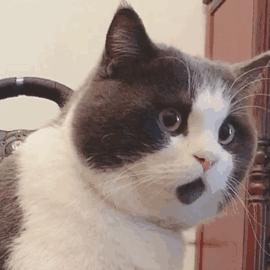 猫咪耳螨和猫癣的预警,辟谣猫咪寄生虫