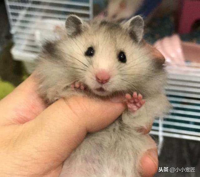 金丝熊怎么养得白白胖胖,如何把金丝熊养的肥肥胖胖