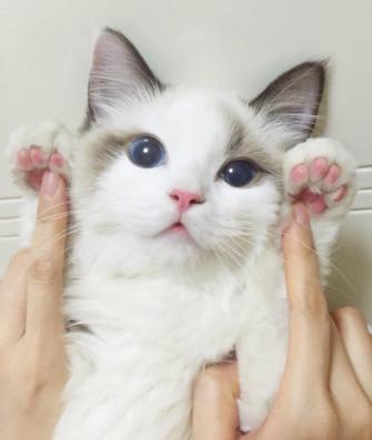 刚到家的猫咪挠门,刚到家的小猫挠我用打疫苗吗