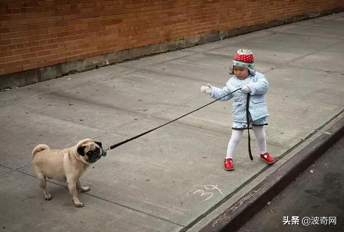 狗狗孤独会有这几种表现别忽视了,从狗狗的日常行为判断它们的性格