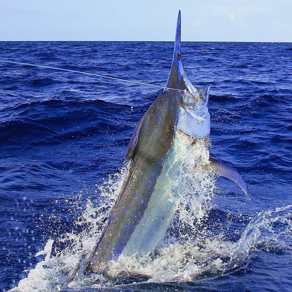 海钓超级刺激,海钓极限钓鱼