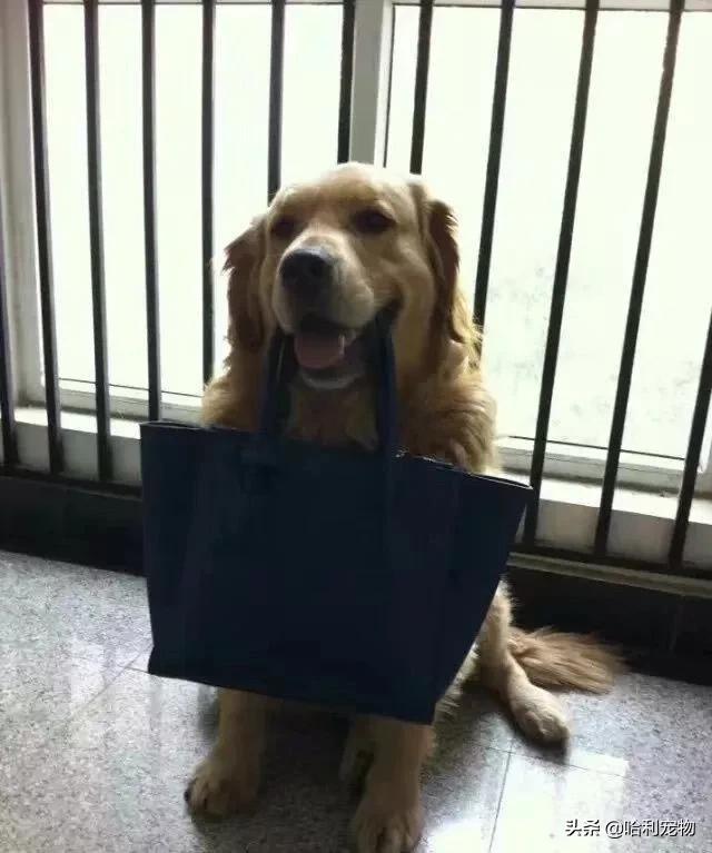 聪明金毛视频真实,为聪明的金毛点赞