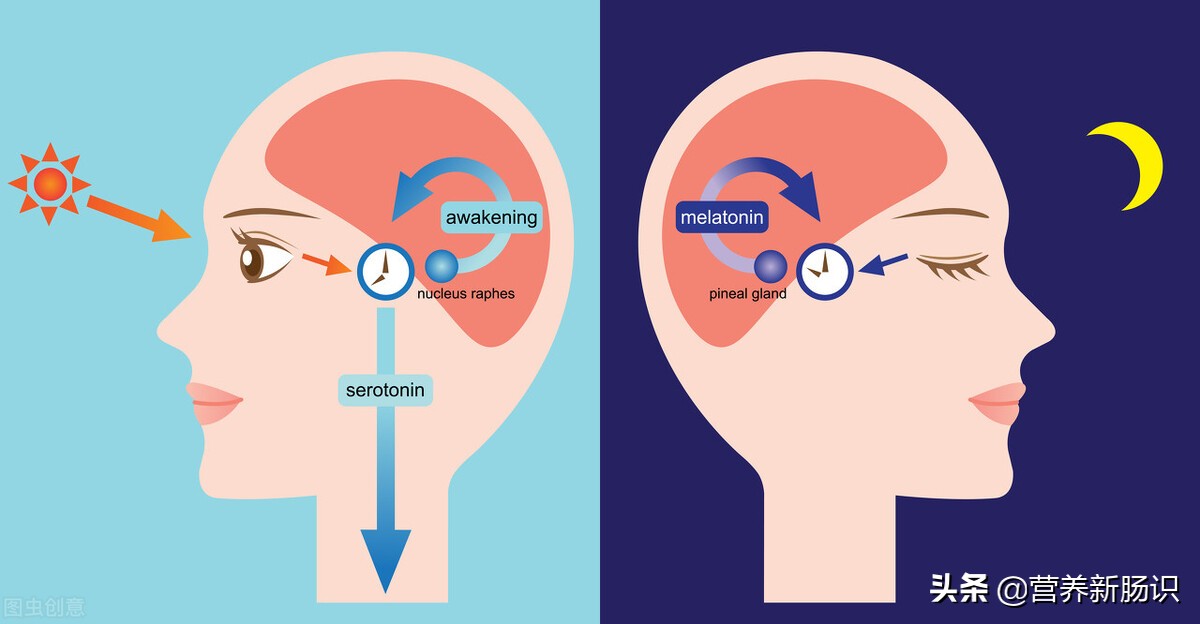 睡眠质量与肠道功能的关系,睡眠质量差和肠道有关系吗