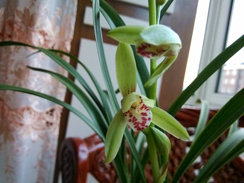 兰花花期是几月,蝴蝶兰花花期几月结束