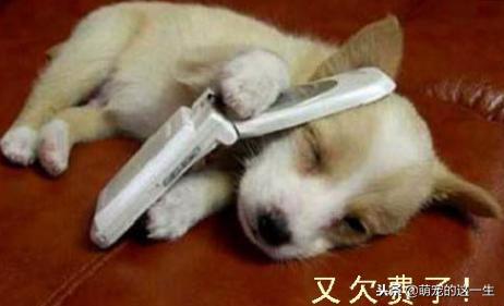 天气热了狗狗如何防暑,天气渐热养狗狗要注意以下几点