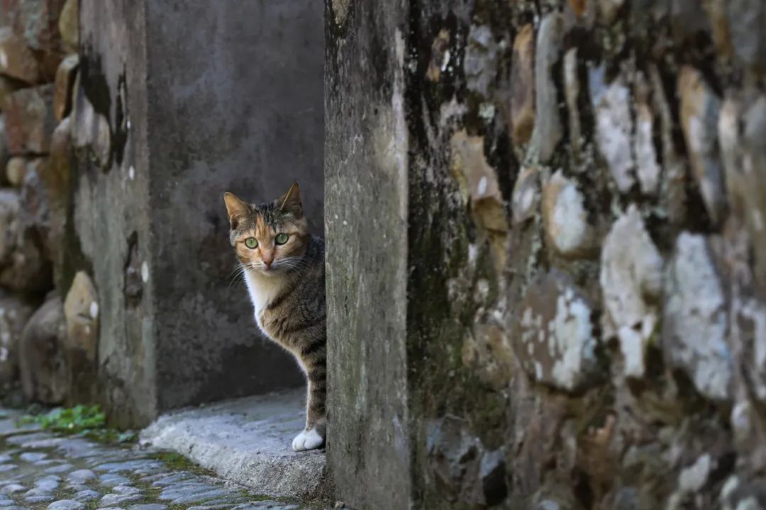 宁波最好的一个古村,宁波第一千年古村