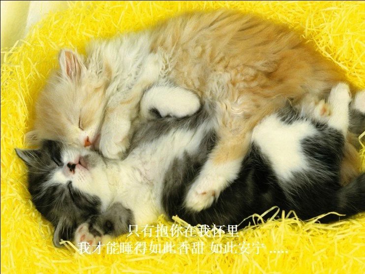 我只想说声爱你,只想再爱你一次