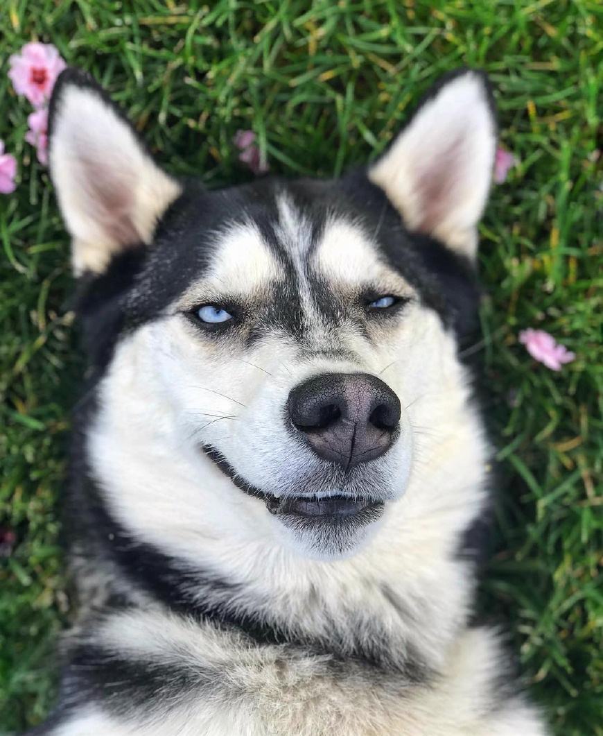 最适合中国人养的十种狗,全世界常见的70种狗