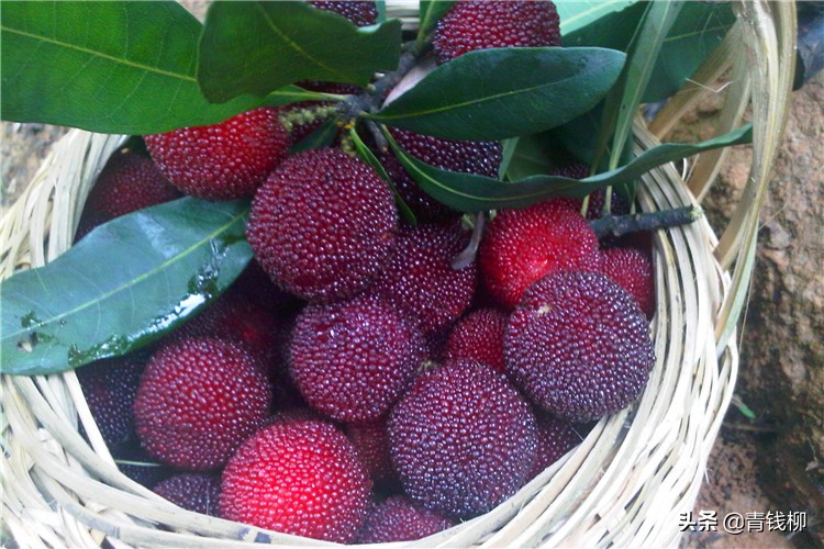 东魁杨梅的栽培技术,东魁杨梅优质丰产栽培技术ppt