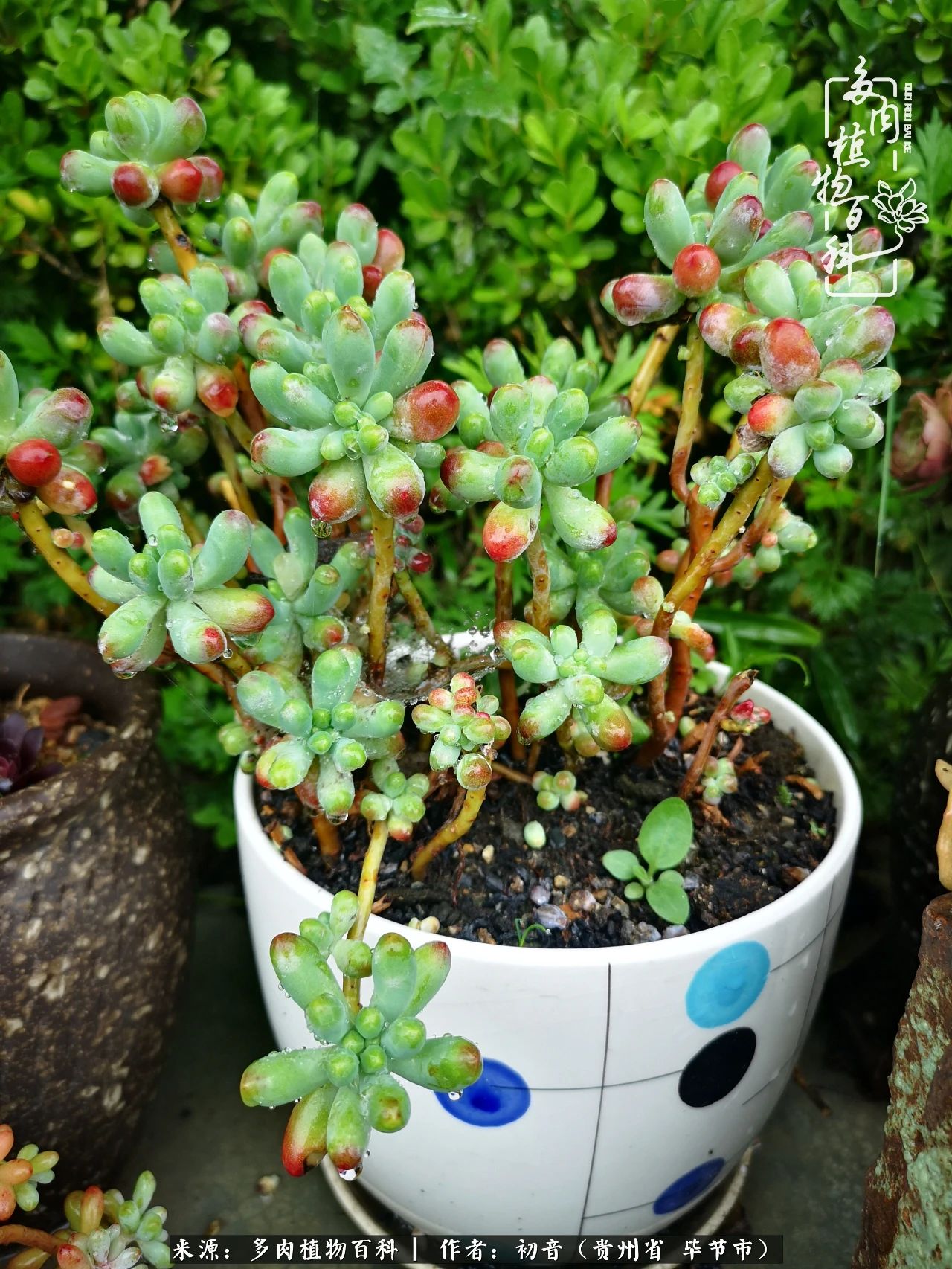 和多肉共度美好时光,与多肉一起成长