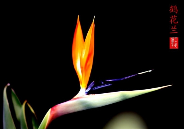 美丽的大连风景区,美丽的大连金州湾