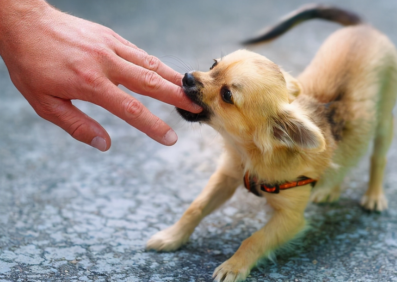 打过疫苗的狗狗抓伤后需要打针吗,被狗爪子抓伤要打疫苗吗