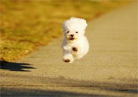 派特寻宠专业宠物搜救团队,派特守护者