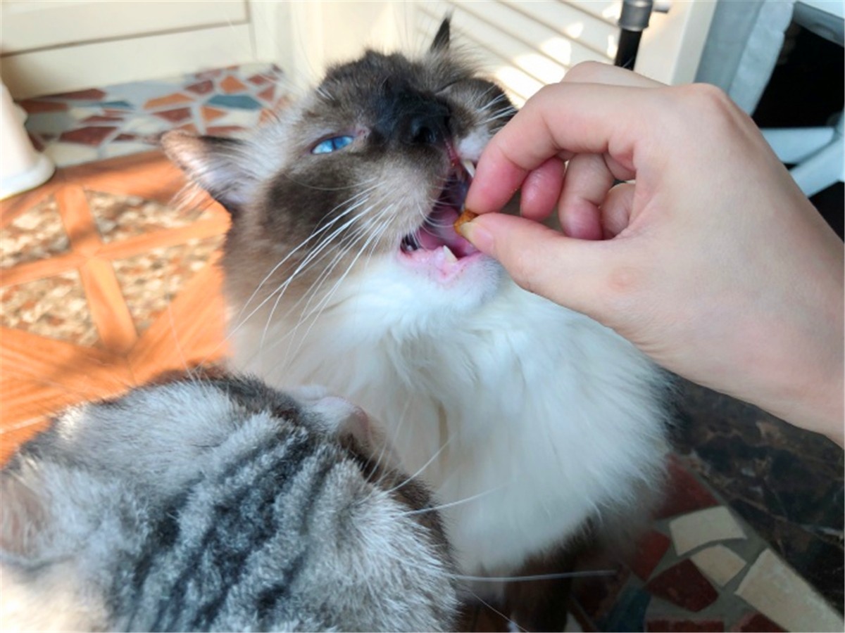 猫咪疫苗去宠物医院打靠谱吗,打疫苗辟谣