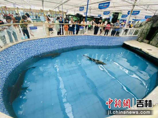 中国鲟鳇鱼历史,水中活化石鳇鱼