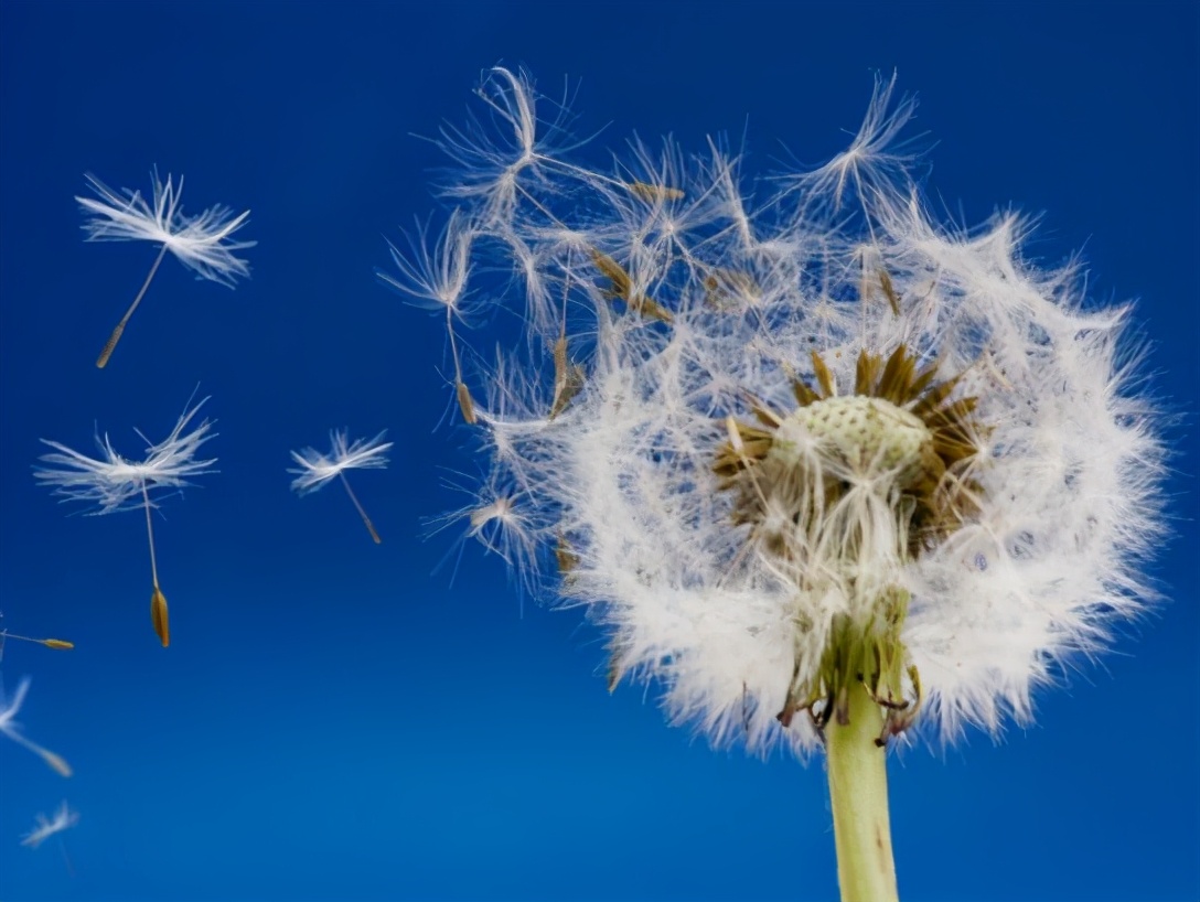 大地回春到处生机勃勃,大地回春百花齐放万物生长