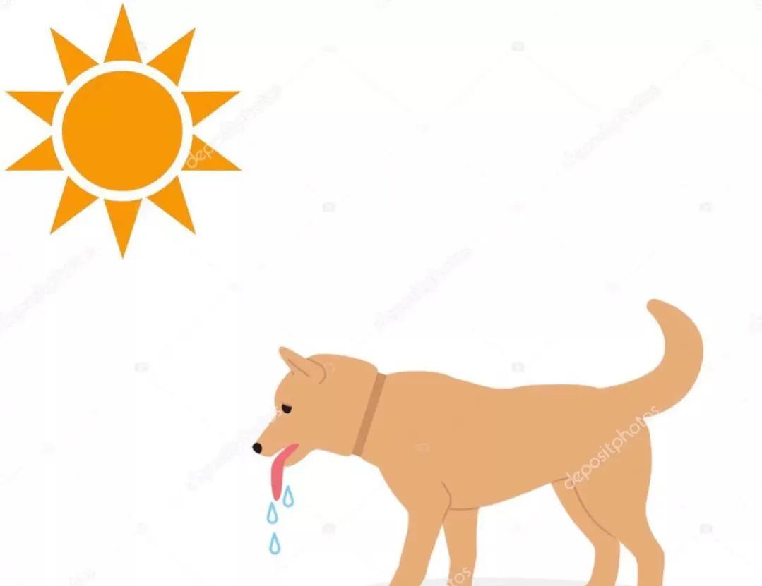 炎热夏季、爱宠如何避免中暑