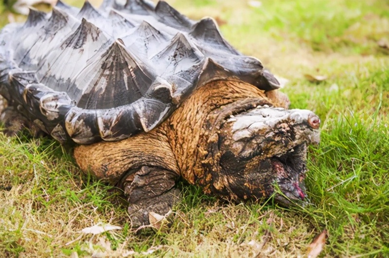 真鳄龟苗咬合力怎么样,真鳄龟可以被驯化吗