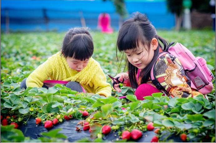 怎样才能快速去草莓上的果蔬农残,草莓去农残的正确方法
