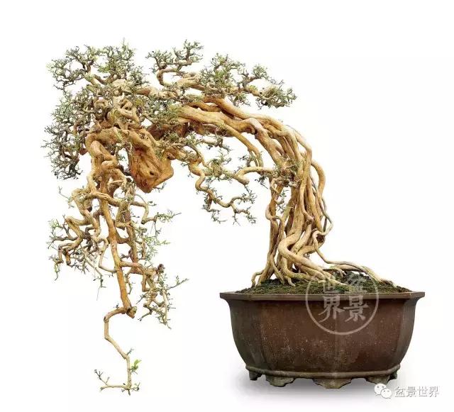 根艺盆景大全欣赏,文人根艺盆景精品大全图