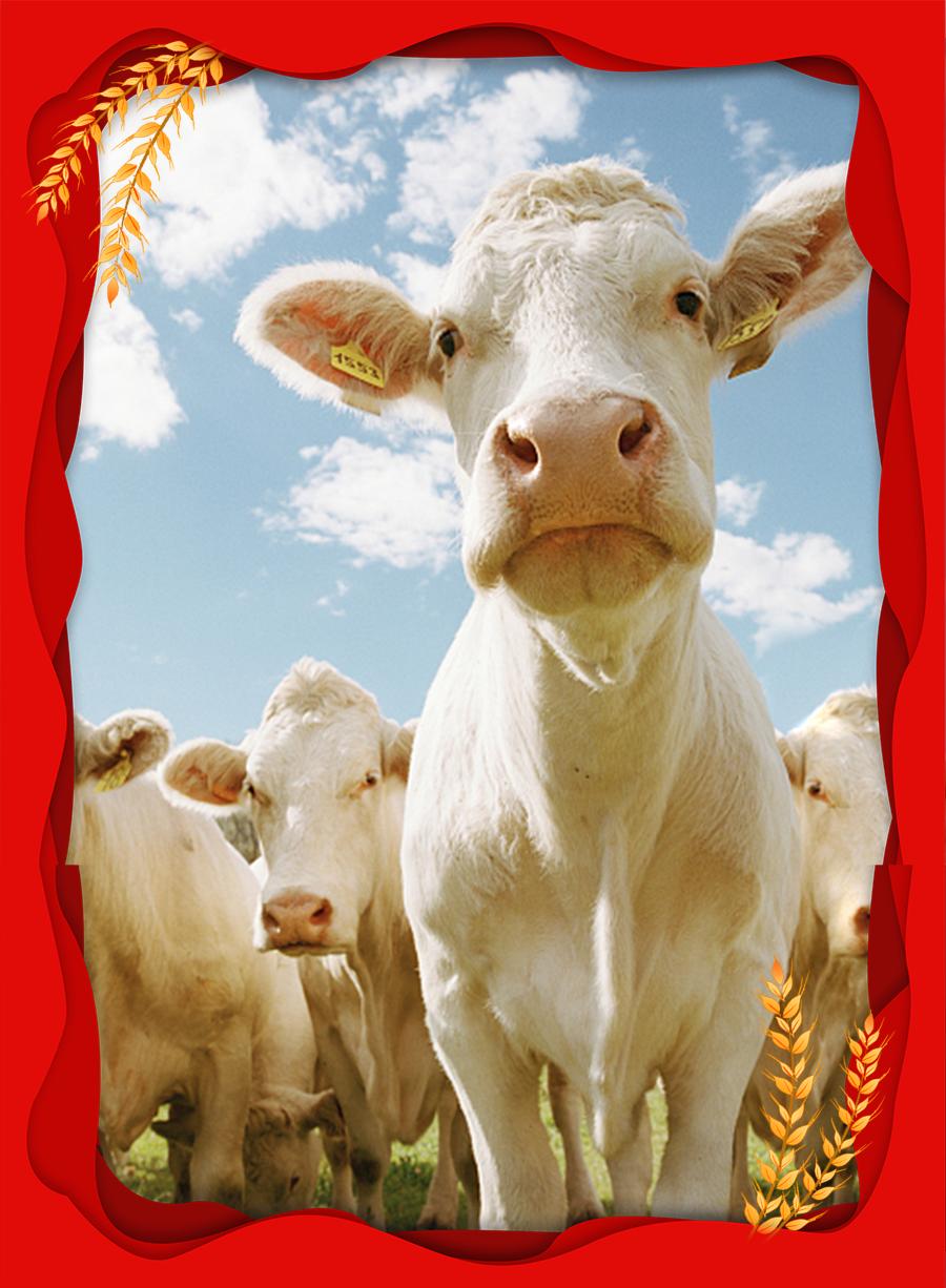 农村要六畜兴旺,六畜兴旺的图片