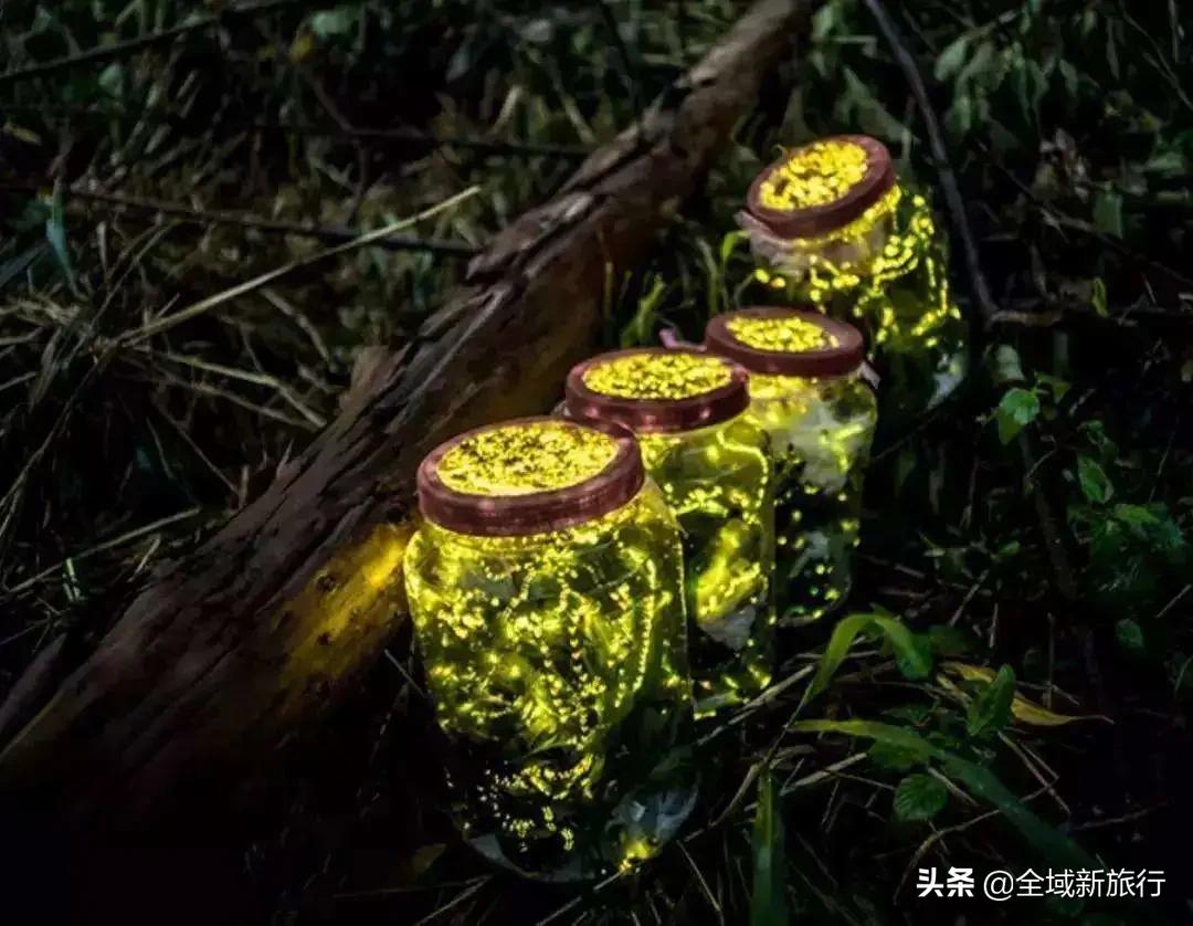 萤耀七夕心意行动|给你一生一次的心意动