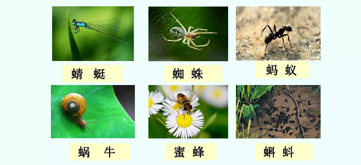 一年级下册语文动物儿歌生字组词,动物儿歌一年级下册一类二类生字