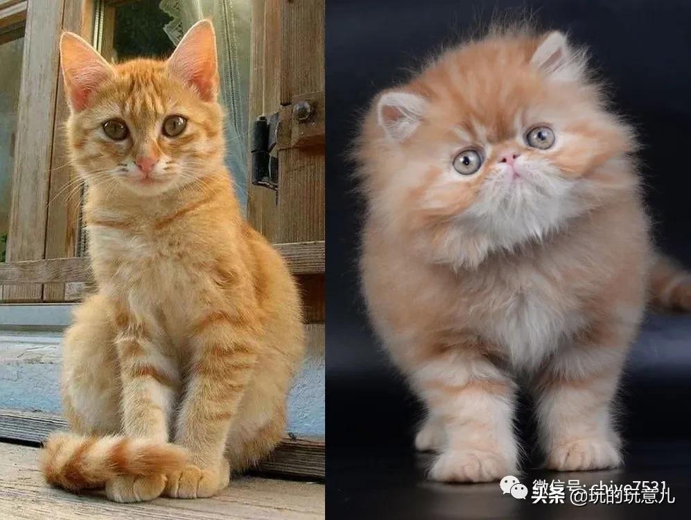 京巴狗与西藏狗,京巴犬和西班牙獒