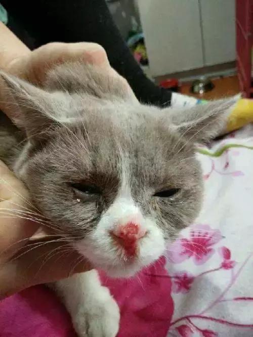 猫咪牙龈炎和杯状病毒的区别,猫咪角膜感染杯状病毒怎么治疗