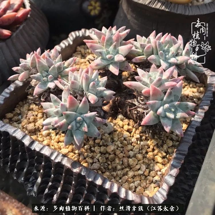 秋叶将落,秋叶即将落下你依然美丽