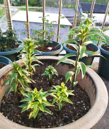 百合花怎么养护才能开得茂盛,百合花怎么养才能开花多旺盛