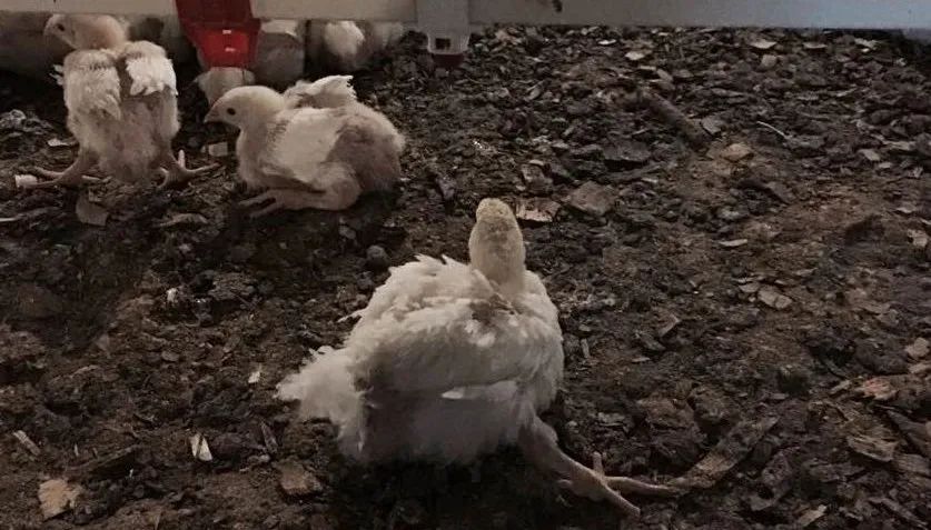 鸡群生病后有什么表现,鸡群出现瘫痪是怎么回事