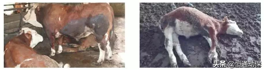 怎么预防牛瘤胃积食,怎么预防瘤胃臌气