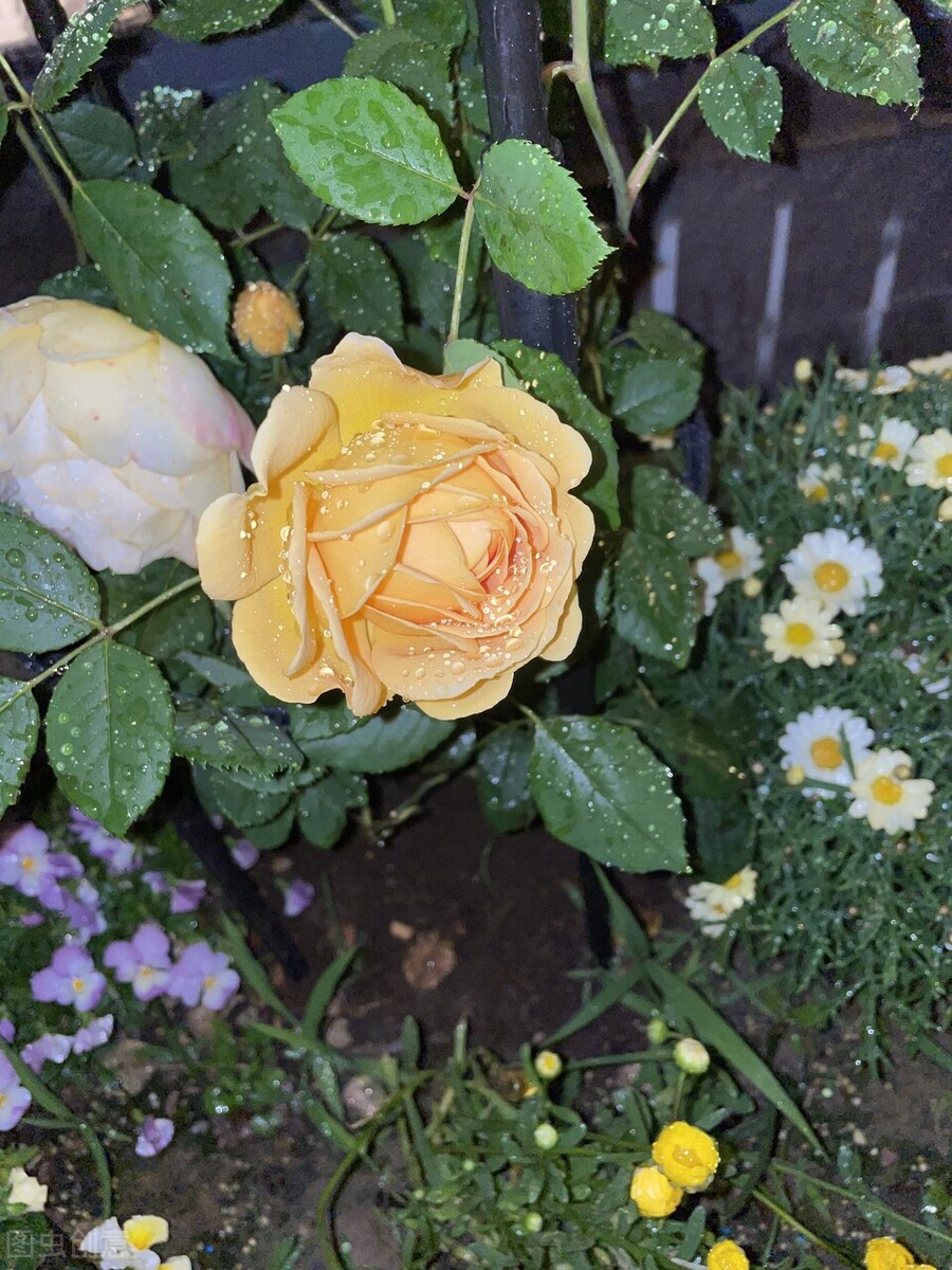 藤本月季玛格丽特王妃优缺点,藤本月季胭脂扣的优缺点