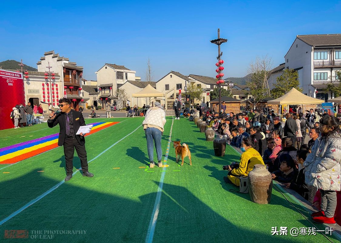 千年古镇的狗选美大赛,千年古镇一场狗狗大赛