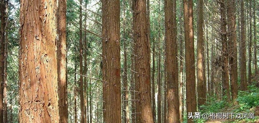 楠木棺木真实故事,民间故事楠木棺木