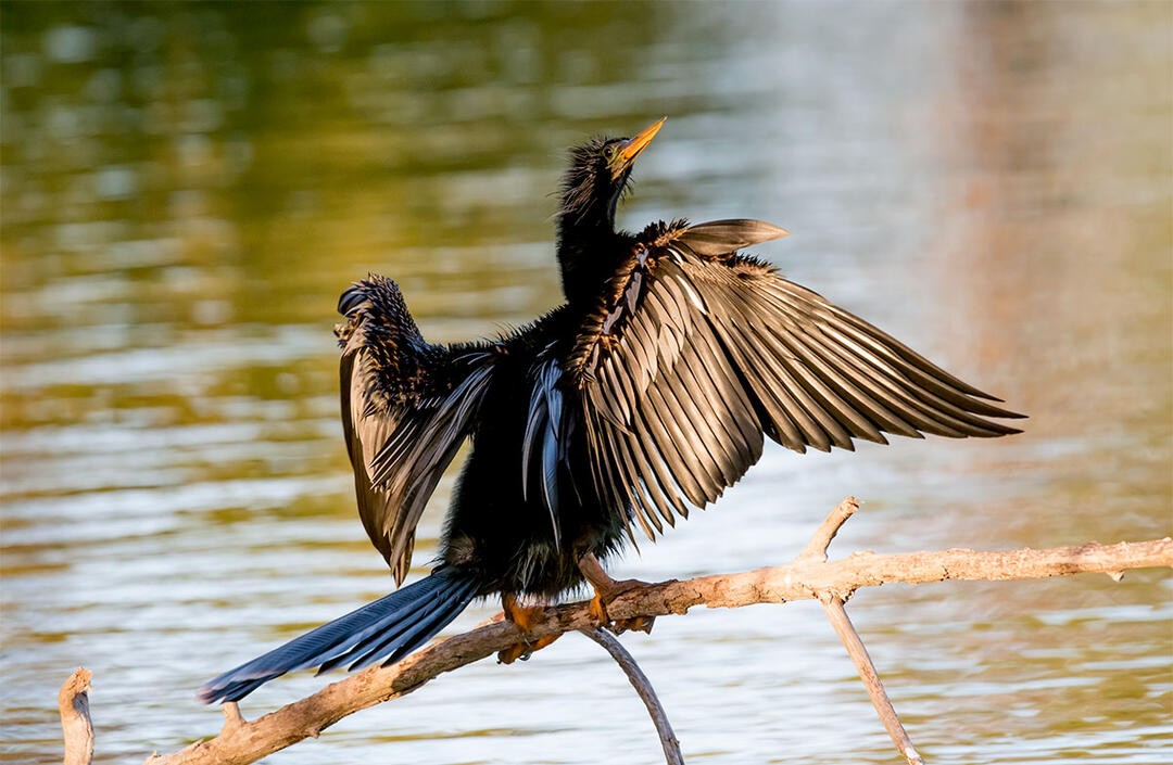 渔民捕捞鱼技巧,失传的鱼鹰捕鱼技巧