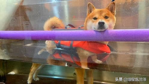 近来火热的宠物spa你知道吗？其实我们都错了，水疗是种医疗方式