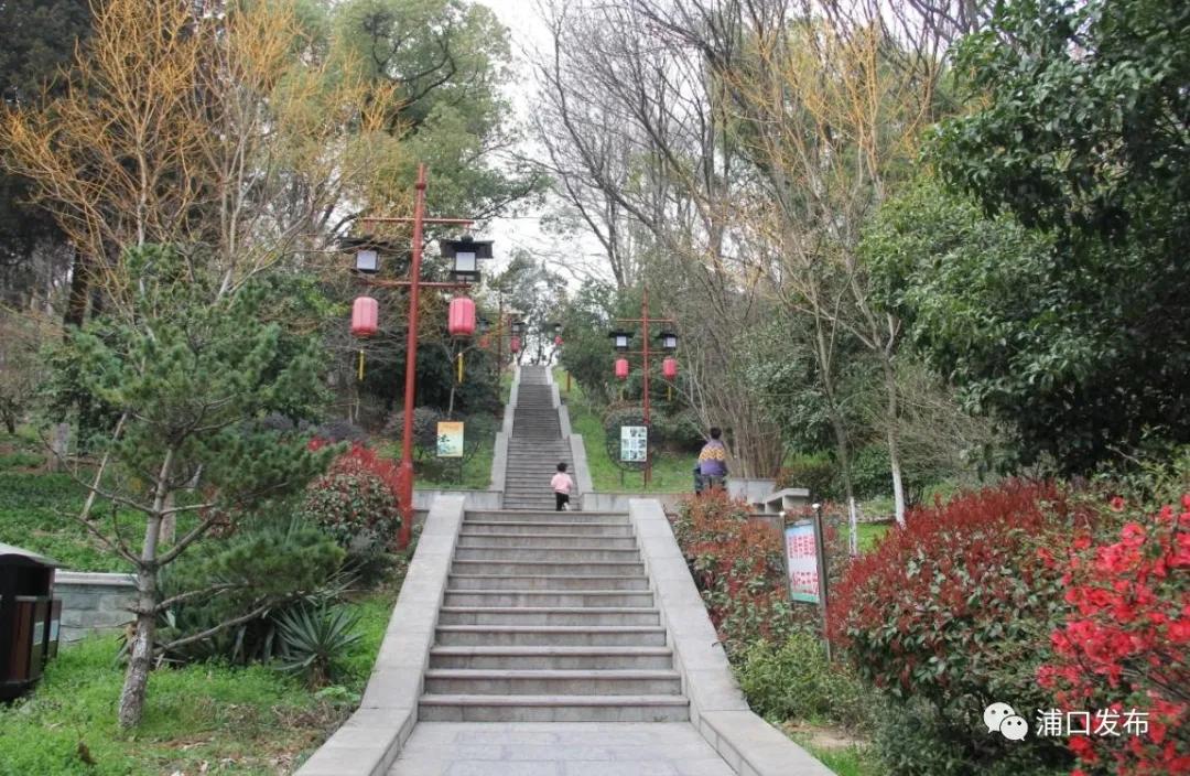 浦口花,南京看花的地方浦口