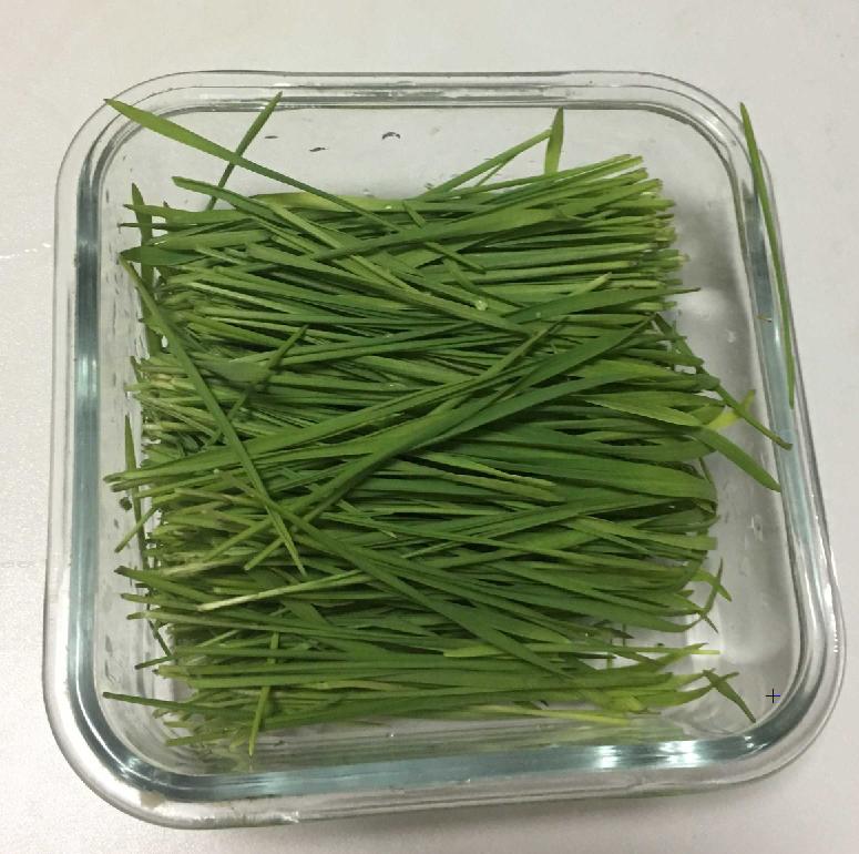 猫不吃猫草应该怎么办,猫不吃猫草怎么办