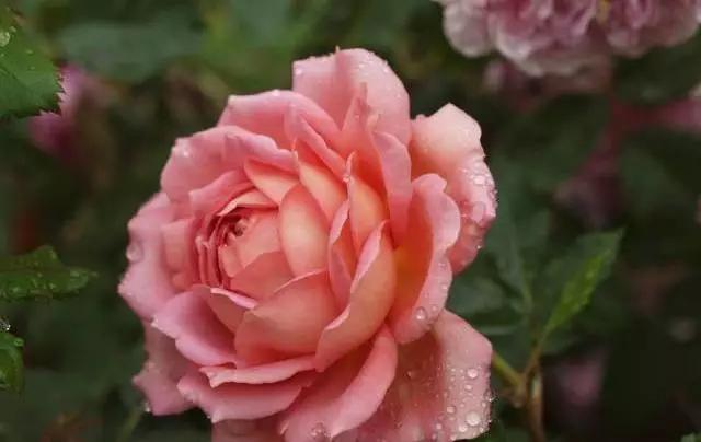 玫瑰花有哪些品种,玫瑰花有哪些品种大全