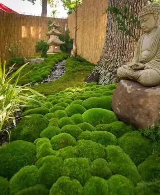 禅意庭院一定要用苔藓吗,禅意苔藓微景观制作视频