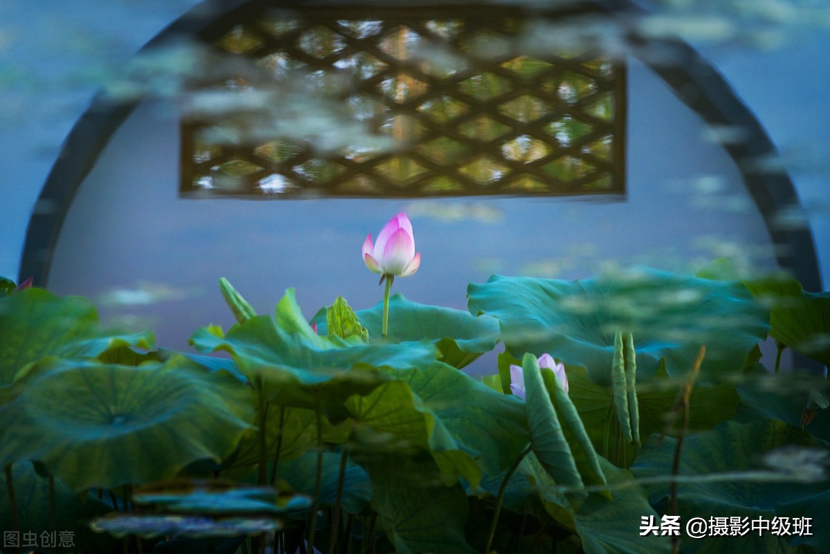教你拍荷花的4个意境,怎么拍荷花拍照姿势大全